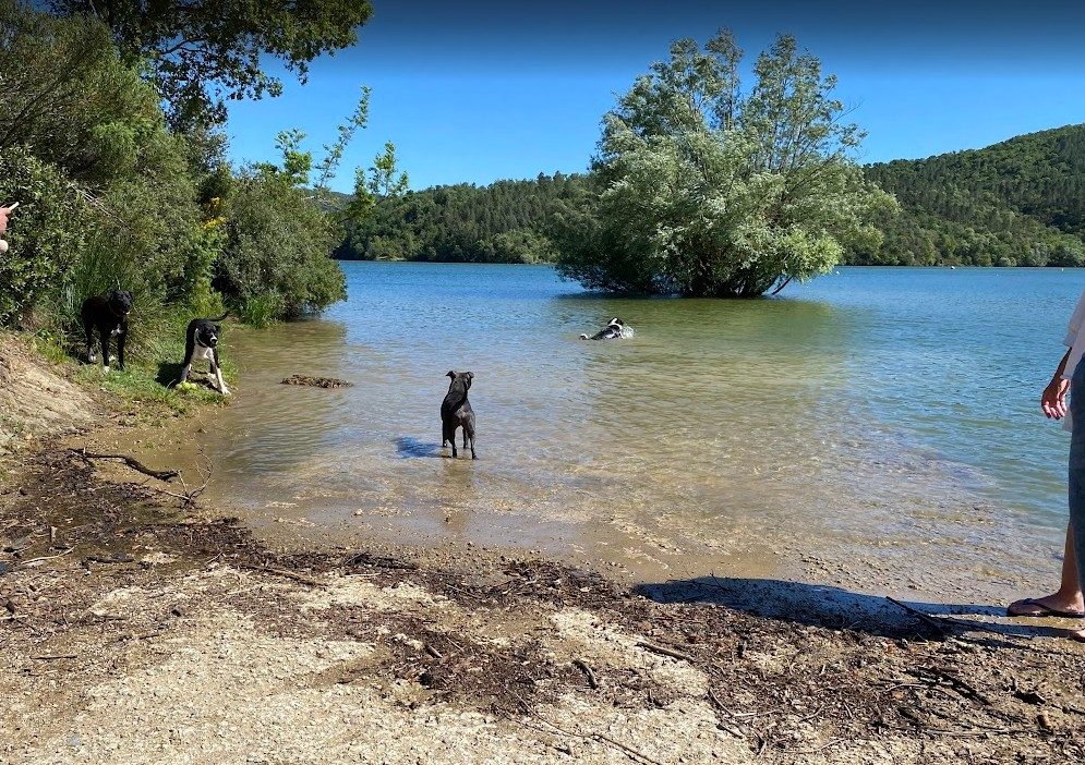 Vierbeiner Fipsi am Lac du Saint-Cassien