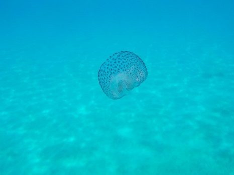 Abbildung 26: Leuchtqualle im seichten Wasser.