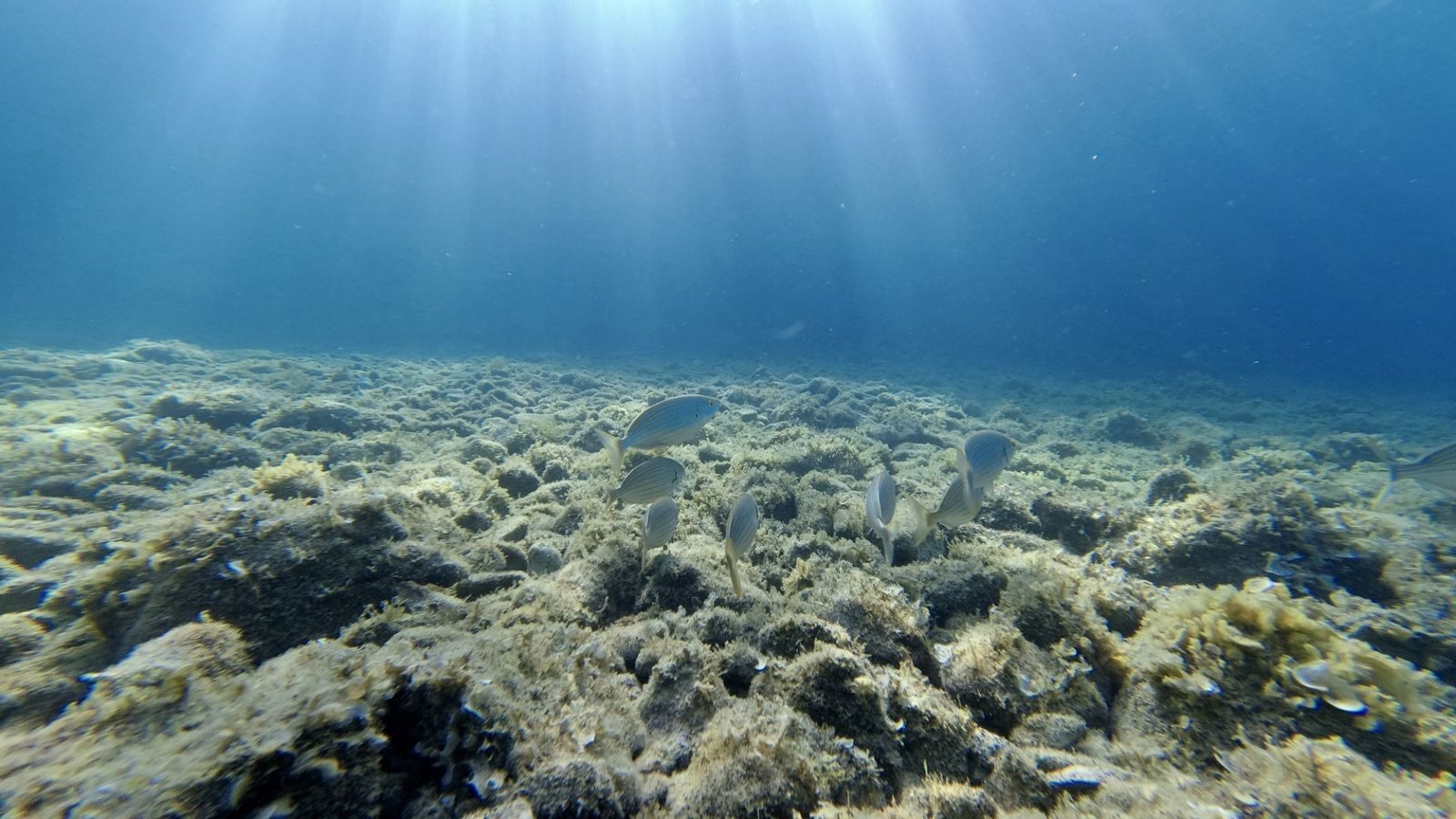 Bewachsener, felsiger Meeresgrund mit ein paar Fischen, von oben fallen Sonnenstrahlen ins Wasser.